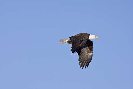 american bald eagle in flight isolated on blue skyの写真素材