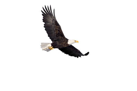 american bald eagle in flight isolated on whiteの写真素材