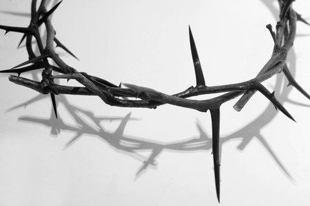 crown of thornsの写真素材