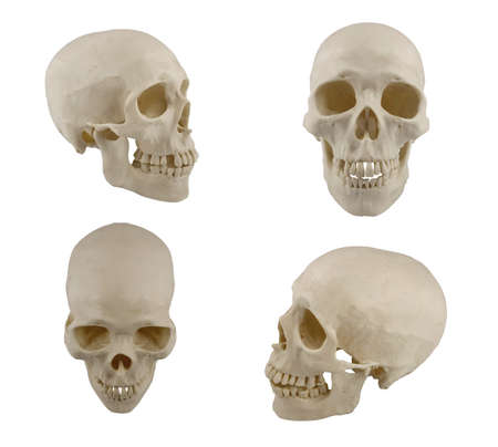 Four views of human skull model isolated on white の写真素材