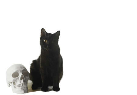 Black cat with human skull modelの写真素材