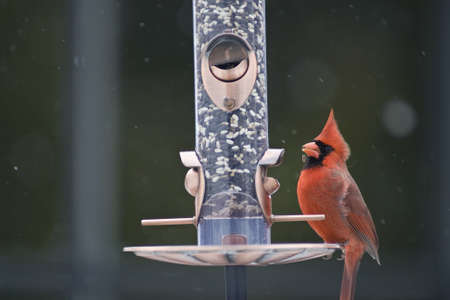 Male Cardinal on a bird feederの写真素材
