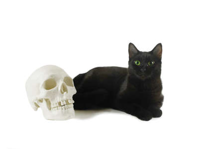Black cat with human skull modelの写真素材
