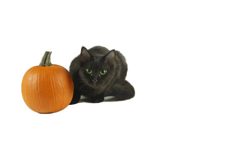 Black cat with pumpkinの写真素材