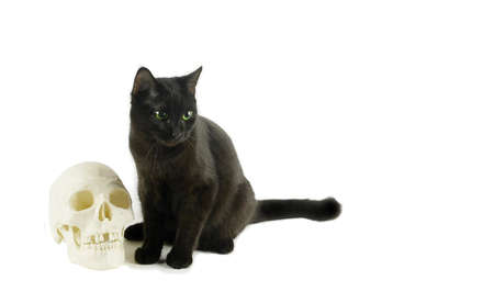 Black cat with human skull modelの写真素材