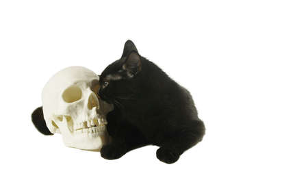 Black cat with human skull modelの写真素材