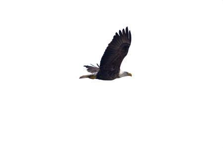 american bald eagle in flight isolated on whiteの写真素材