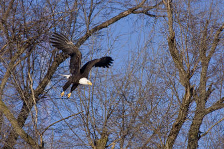 Bald eagle flying through tree branches 