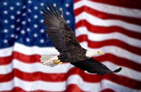 Bald eagle flying in front of the American flagの写真素材