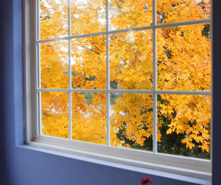 Autumn view of maple tree from windowの写真素材