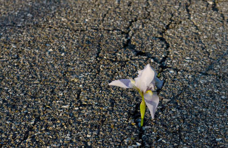 Beautiful flower growing on crack in old asphalt pavement 