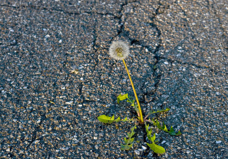 weed growing on crack in old asphalt pavement の写真素材