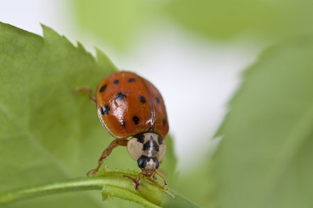 Close up of lady bug on plant 