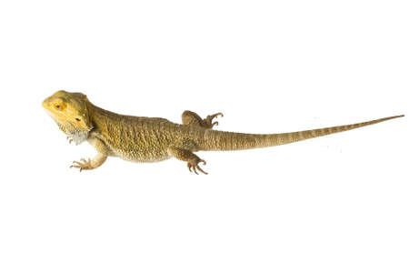 Bearded dragon isolated on white 