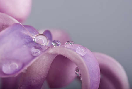 Macro of lilac flowers for spring の写真素材