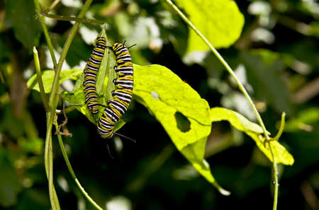 Two Monarch caterpillar eating  の写真素材