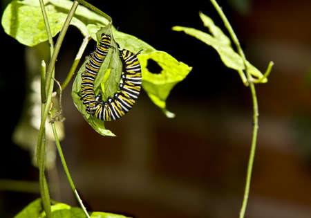 Two Monarch caterpillar eating  の写真素材