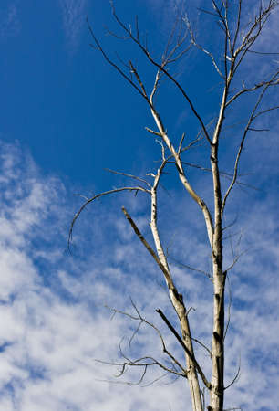 Clouds with dead tree in backgroundの写真素材