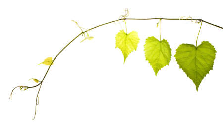 wild grape vine isolated on white の写真素材