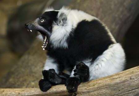  ruffed lemur yawning  の写真素材