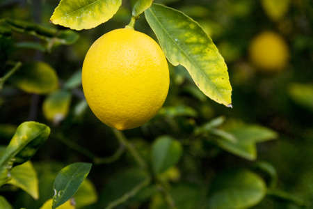 Organic lemon treeの写真素材
