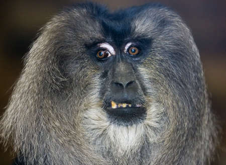 huge male orangutan monkey face