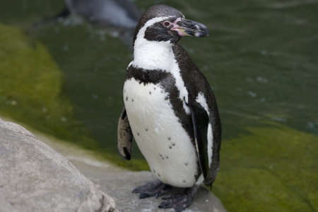 penguin standing on rocks の写真素材