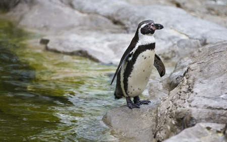 penguin standing on rocks の写真素材