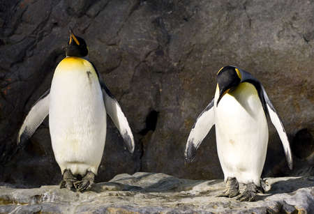 penguins standing on rocks の写真素材