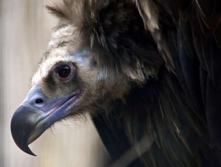 Griffon Vulture faceの写真素材