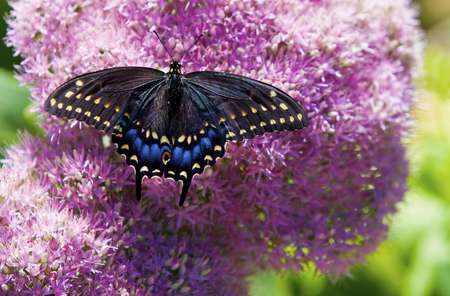 beautiful butterflyの写真素材