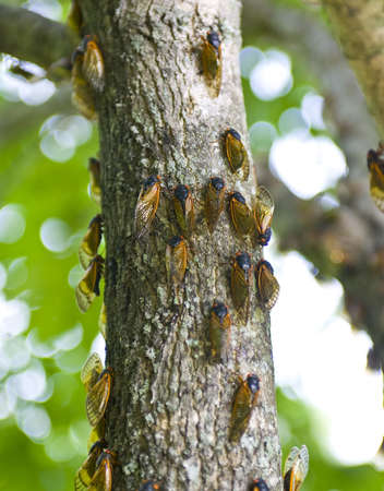 Cicadas camouflaged on a tree trunk in spring の写真素材