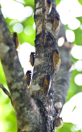 Cicadas camouflaged on a tree trunk in spring 