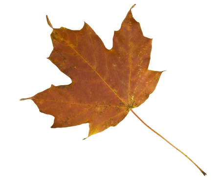 Maple leaf in fall isolated on white の写真素材
