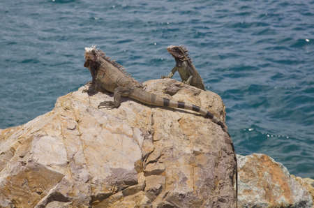 Iguana on the rocks in the caribbean の写真素材