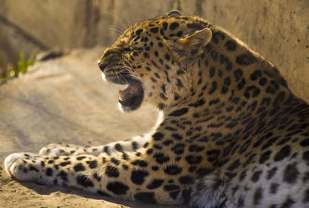 Leopard close up の写真素材