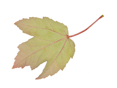 Maple leaf in fall isolated on white の写真素材