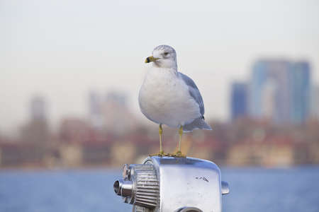 sea gull on binoculars in foreground, lower manhattan in backgroundの写真素材