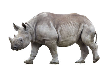Black rhinoceros isolated on whiteの写真素材