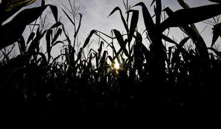 Silhouette of corn field at sunrise 