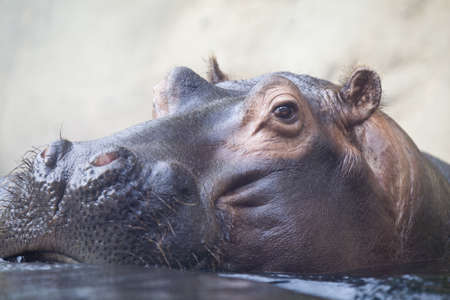 swimming hippopotamus at water levelの写真素材