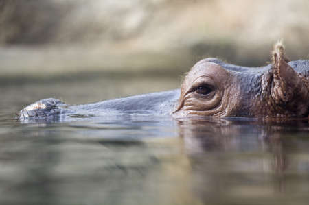 swimming hippopotamus at water levelの写真素材