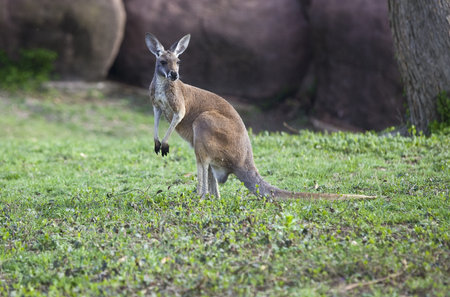 Small Kangaroo standing in the grass