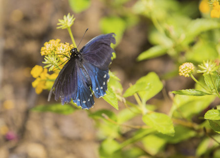 beauty butterfly on leaf 