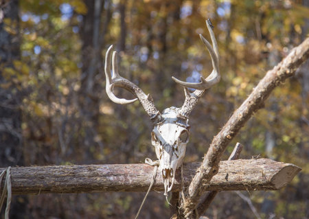 Deer antlers mounted on logの写真素材