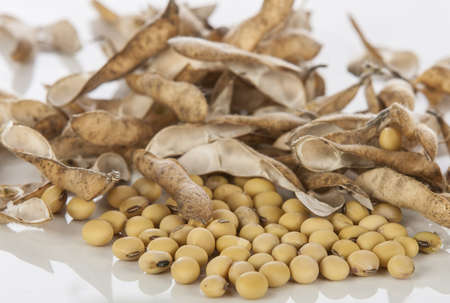 soybeans on white background の写真素材
