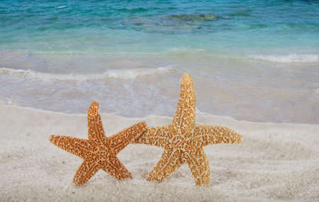 Star fish and seaの写真素材