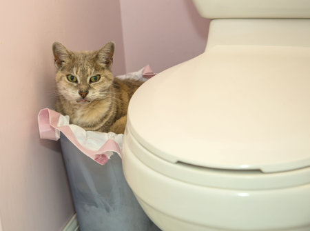 cat in trash containerの写真素材