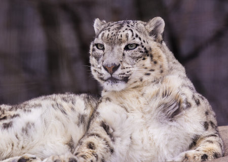 snow leopard s portraitの写真素材