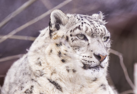 snow leopard s portraitの写真素材